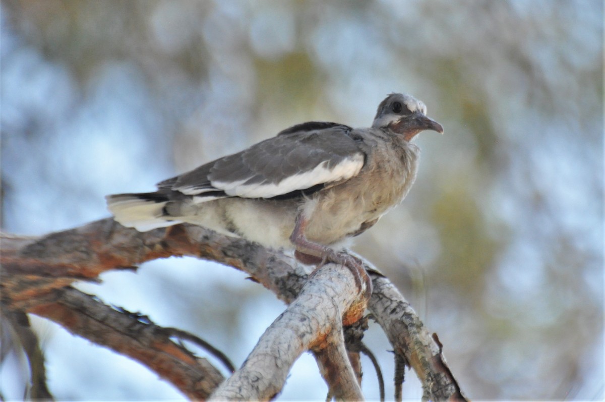 White-winged Dove - ML348298401