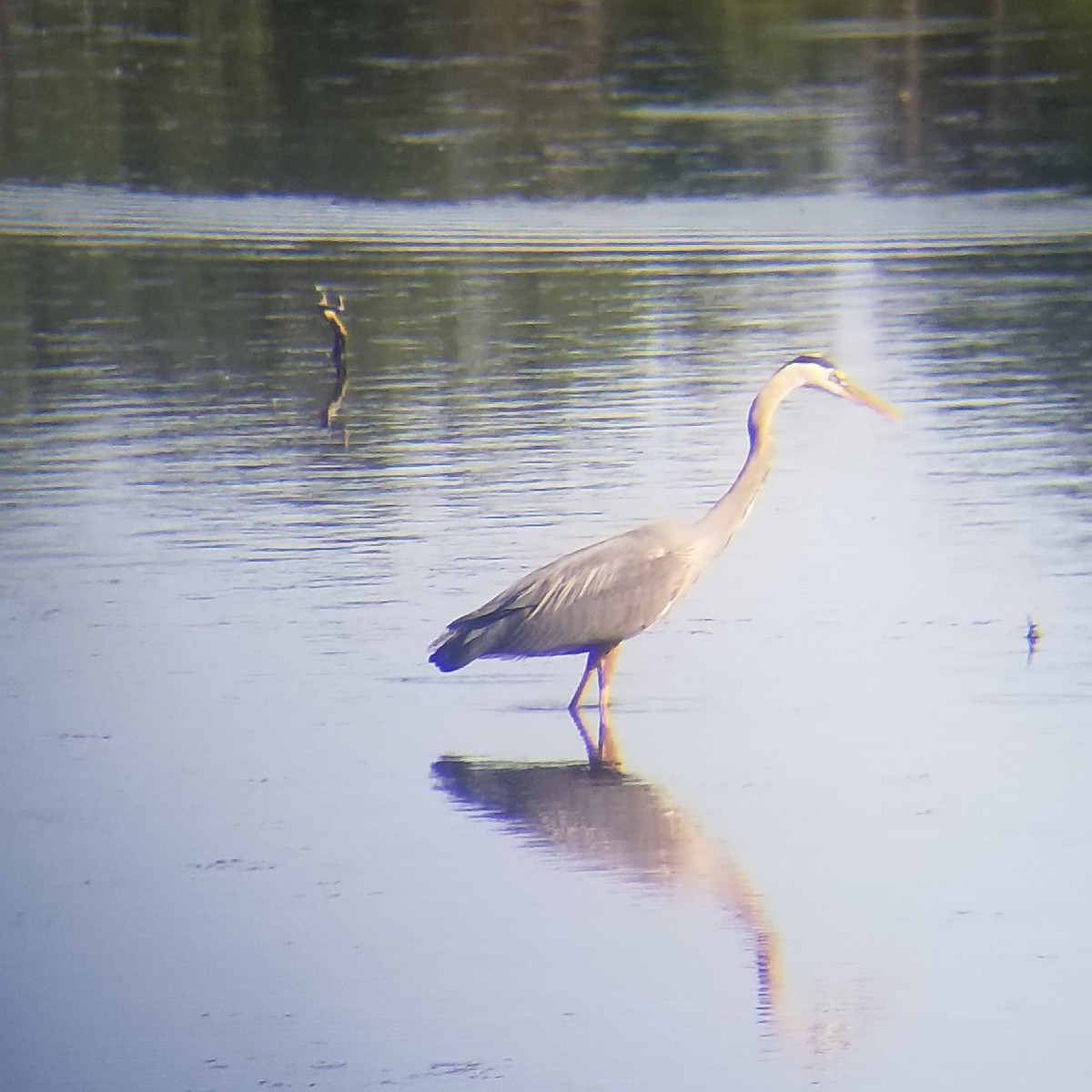 Great Blue Heron - Daniel Bernard