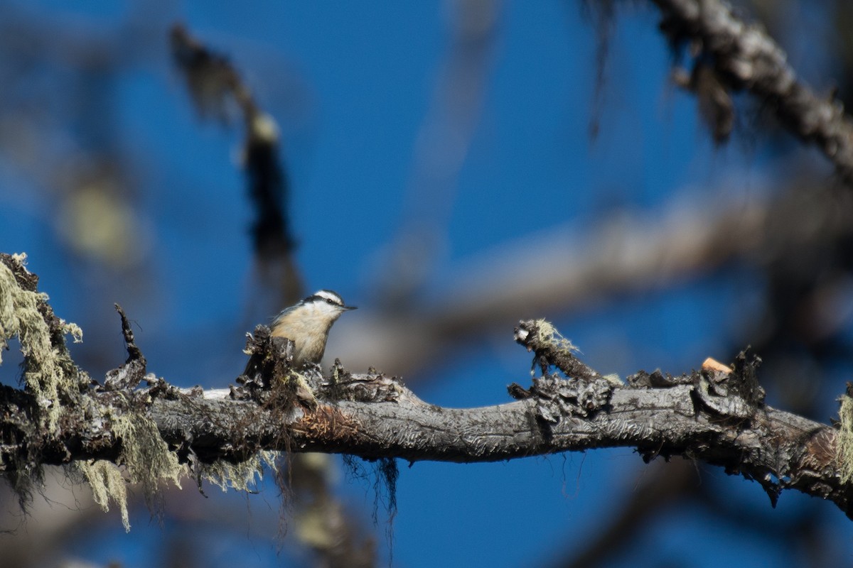 Red-breasted Nuthatch - ML348298621