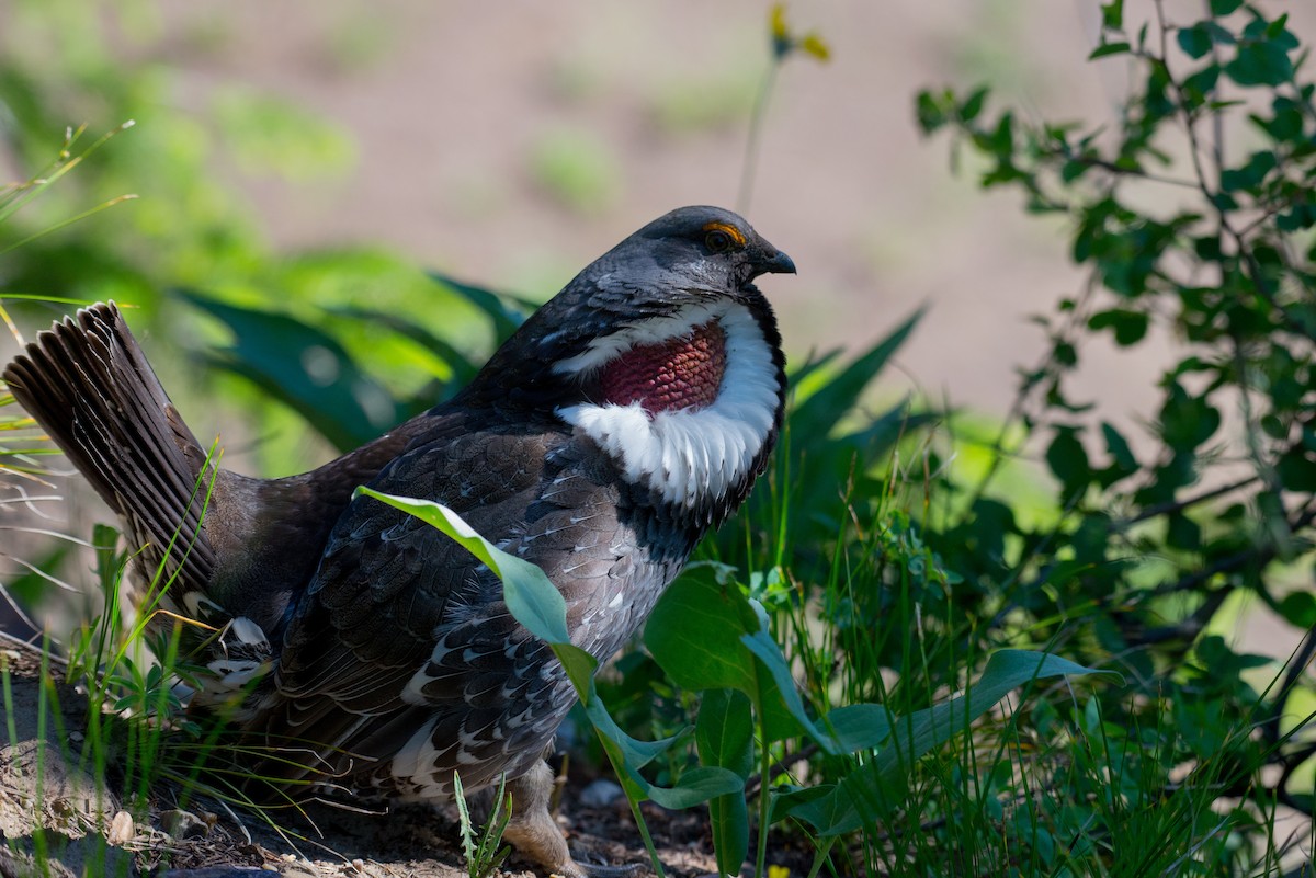 Dusky Grouse - ML348298931