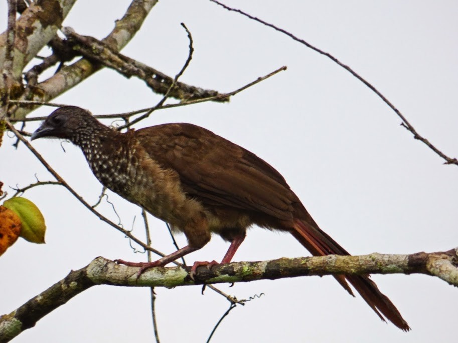 Speckled Chachalaca - Diego Rocha Lopez