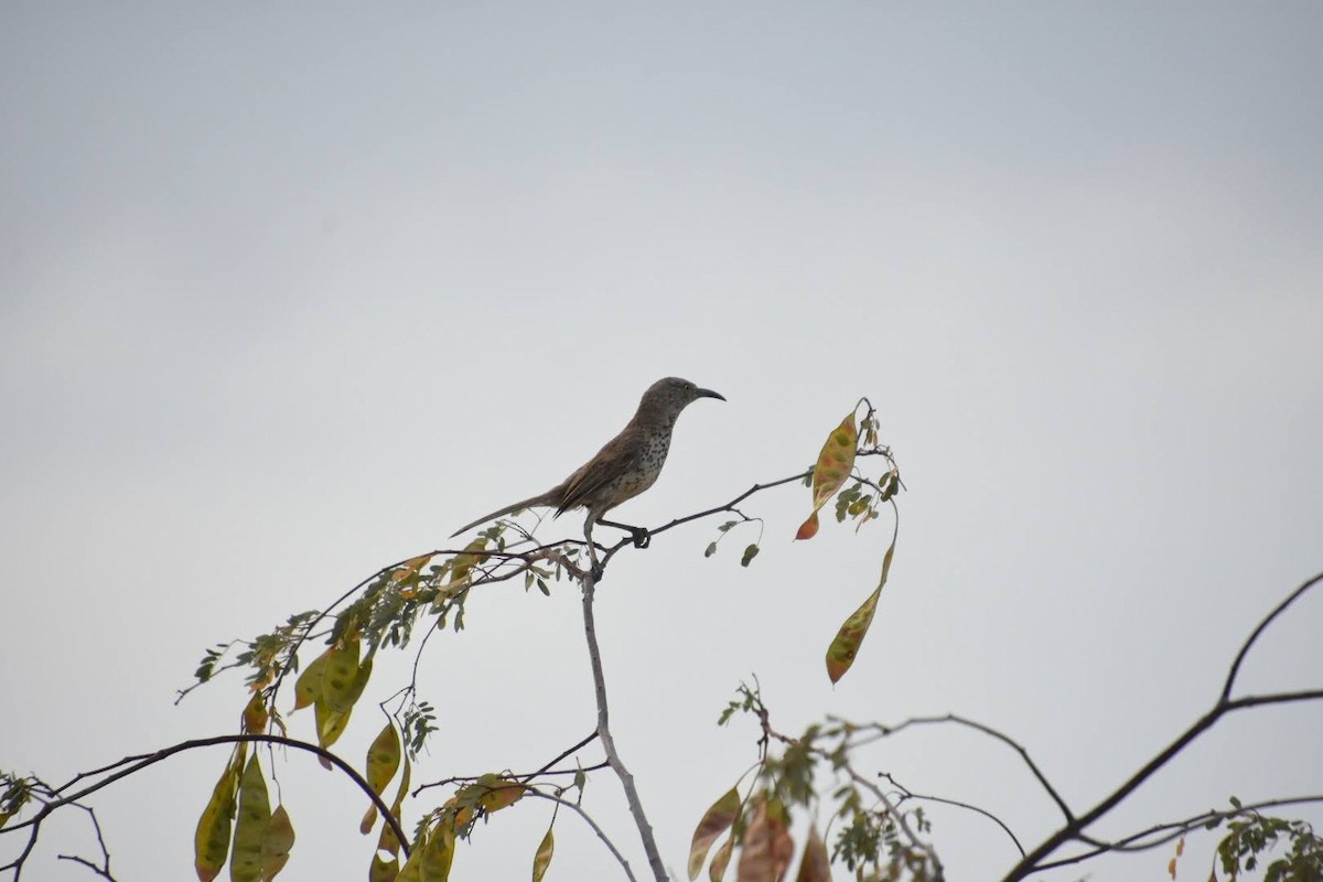 Gray Thrasher - Michael Eaton