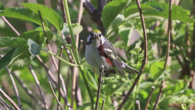 Chestnut-sided Warbler - ML348300971