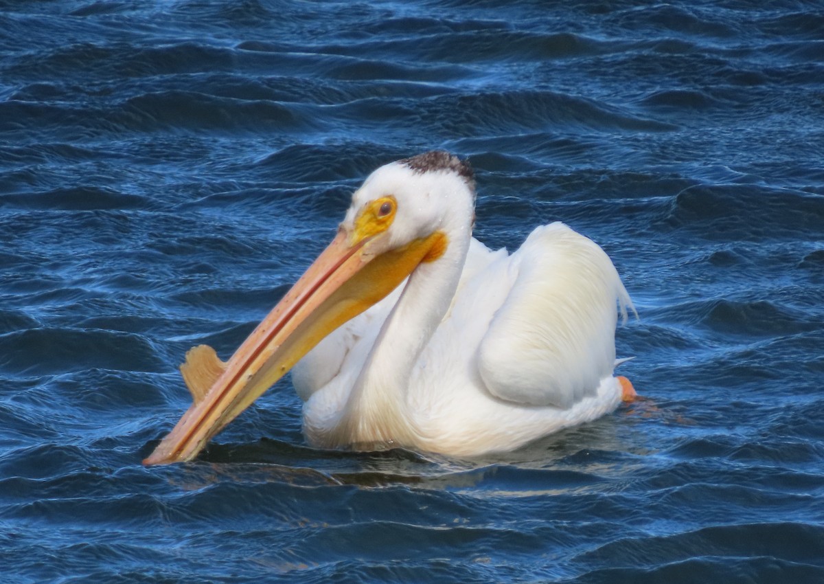 American White Pelican - ML348301091