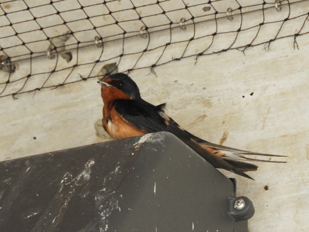 Barn Swallow - ML348301431