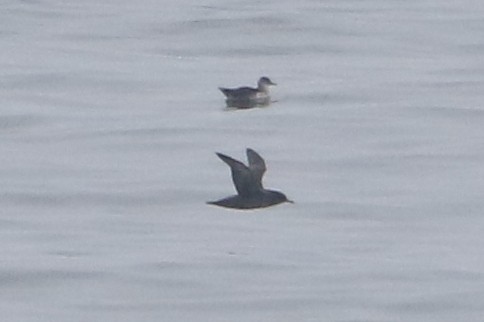 Sooty Shearwater - ML34830211