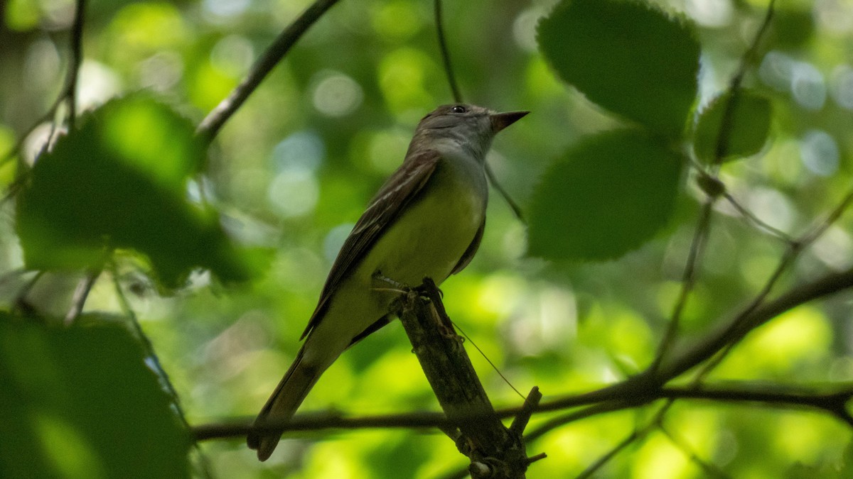 Great Crested Flycatcher - ML348302721