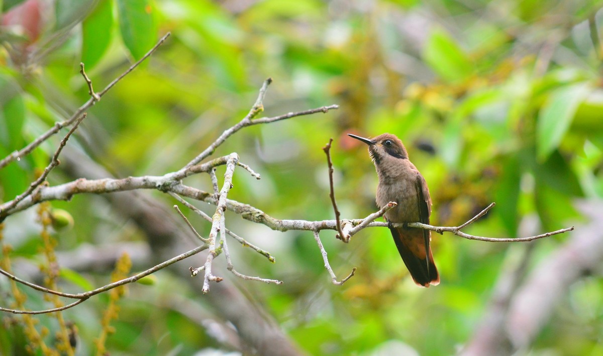 Brown Violetear - ML348303411