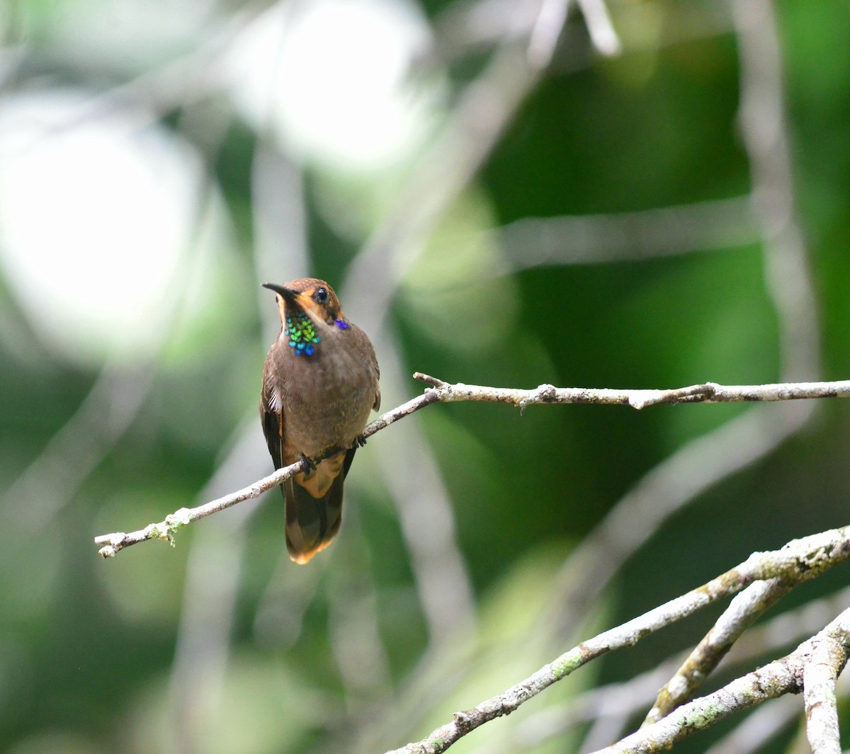 Brown Violetear - ML348303421