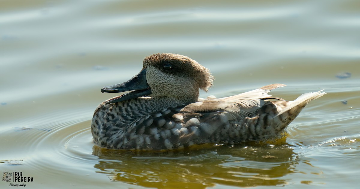 Marbled Duck - ML348303691