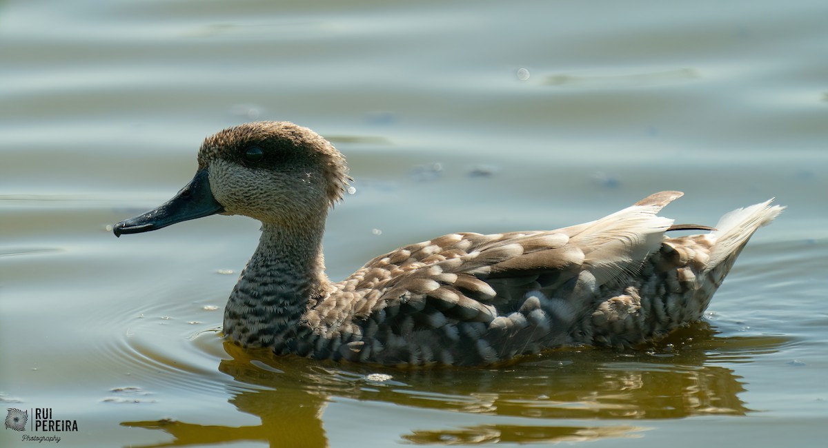 Marbled Duck - ML348303701