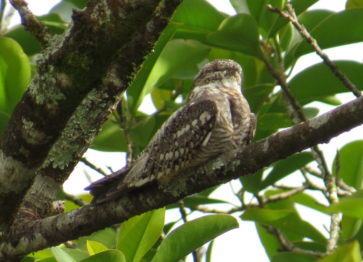 Lesser Nighthawk - ML34830451