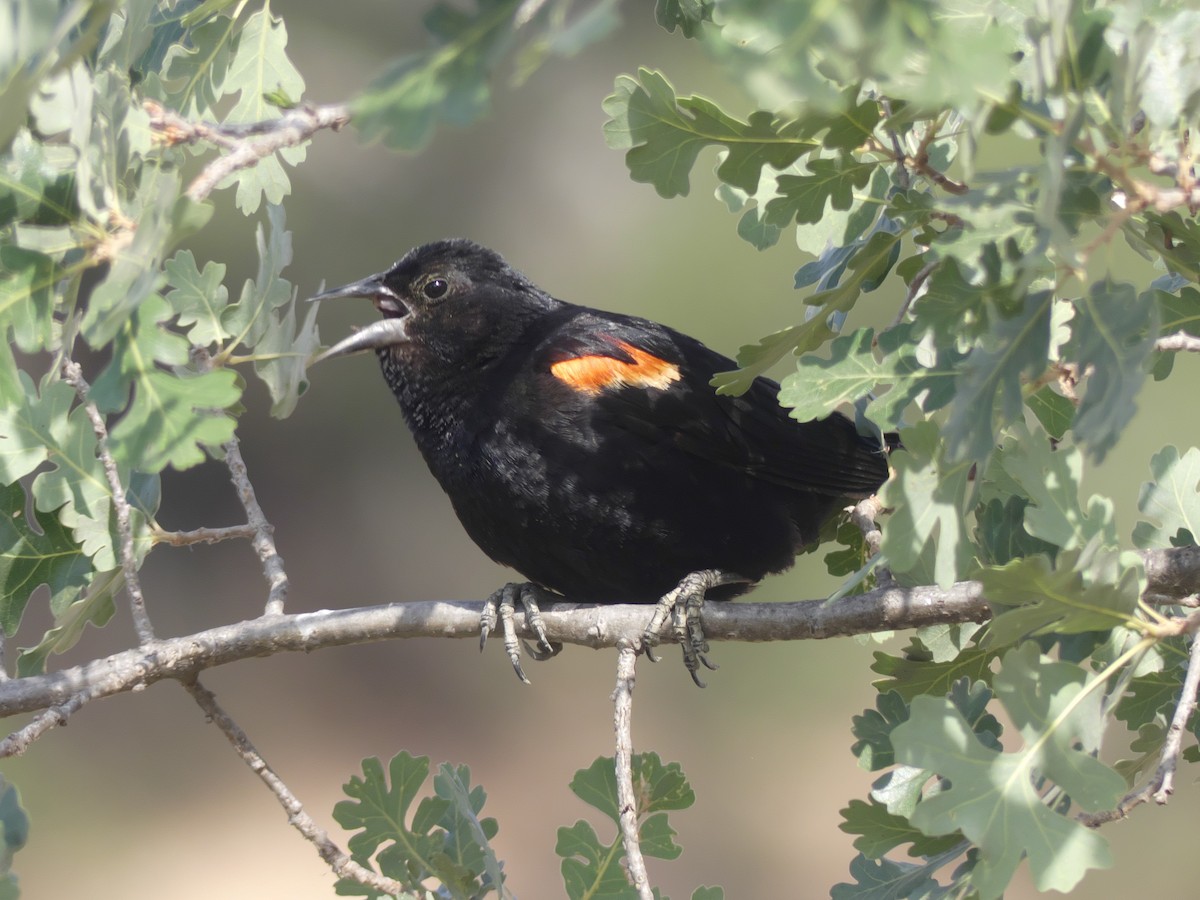 Red-winged Blackbird - ML348305641