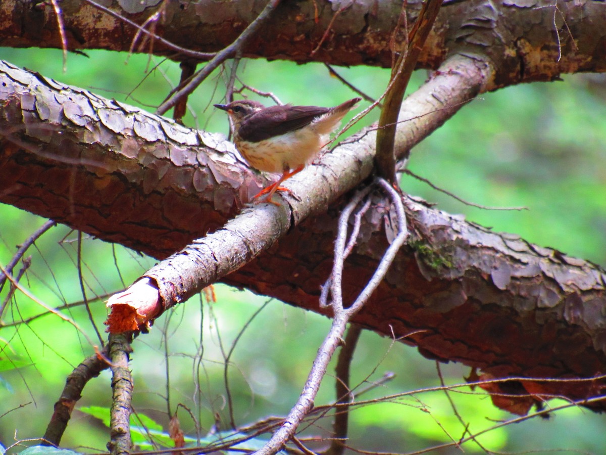 Louisiana Waterthrush - ML348307151