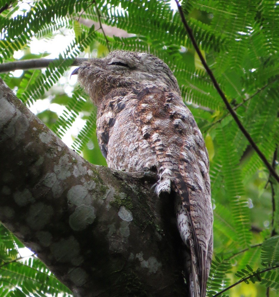 Great Potoo - ML34830761