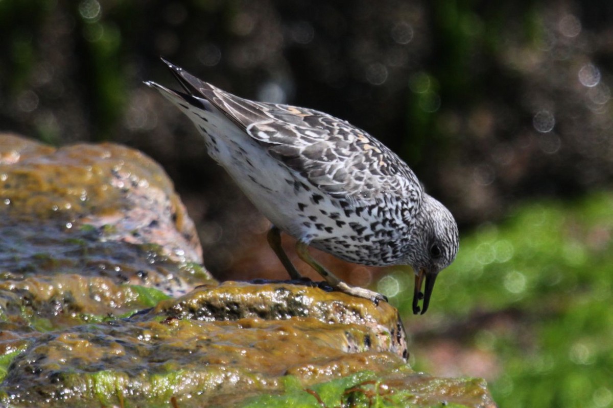 Surfbird - ML348308001