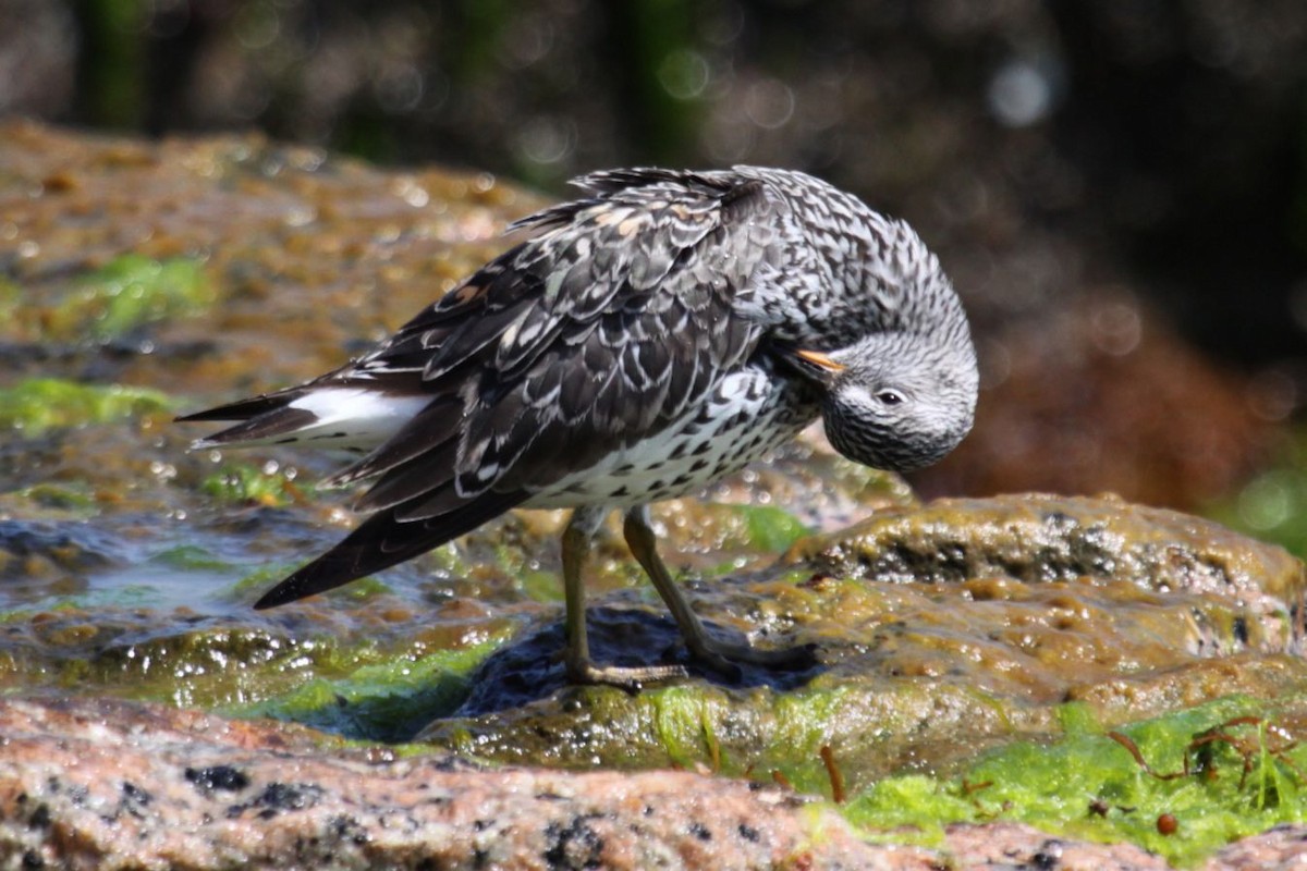 Surfbird - ML348308071