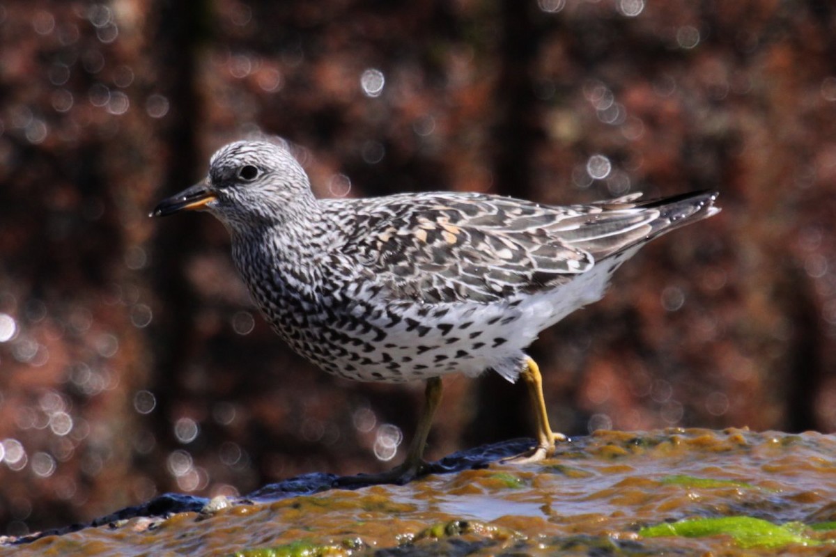 Surfbird - ML348308091