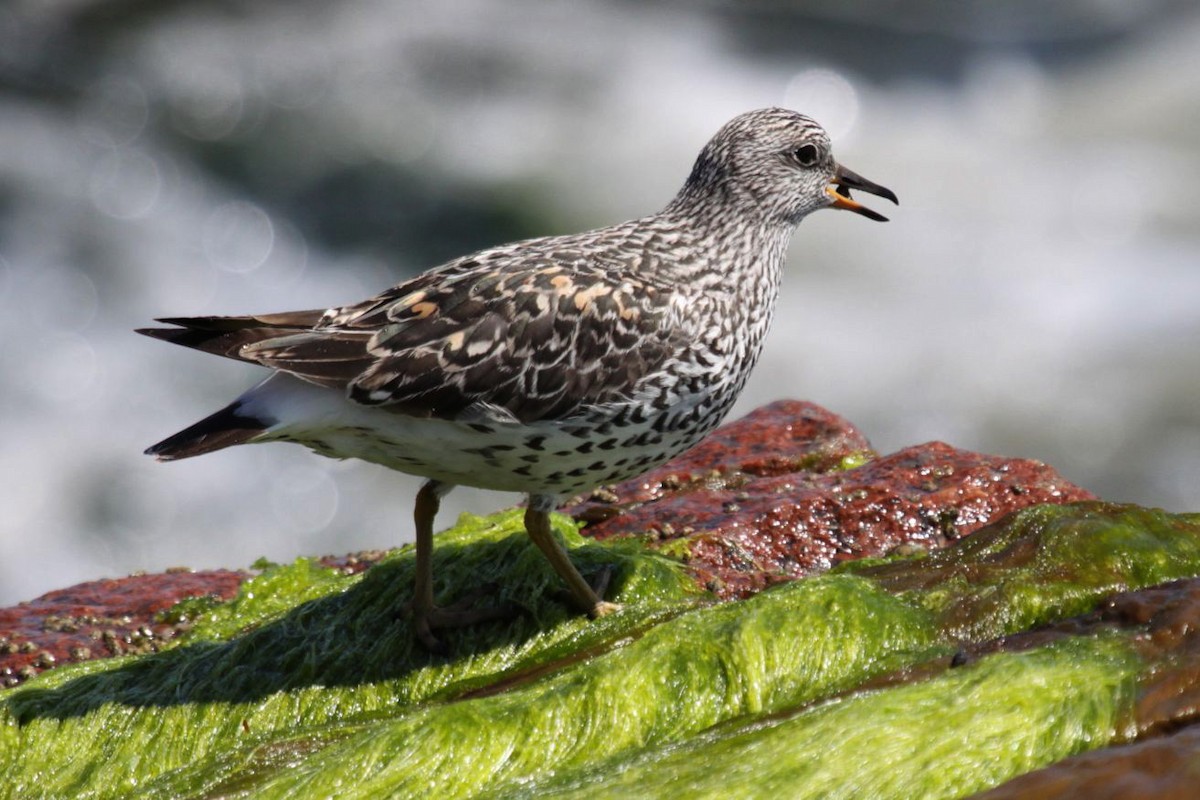 Surfbird - ML348308111