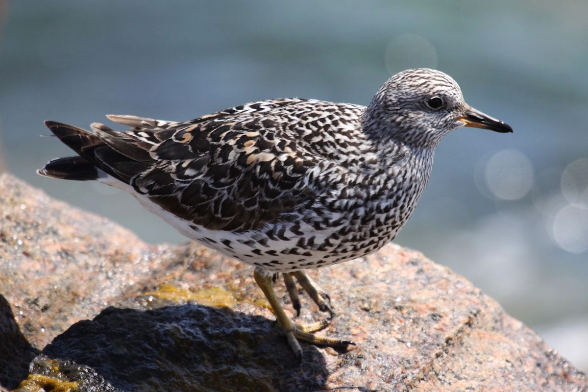 Surfbird - ML348308151