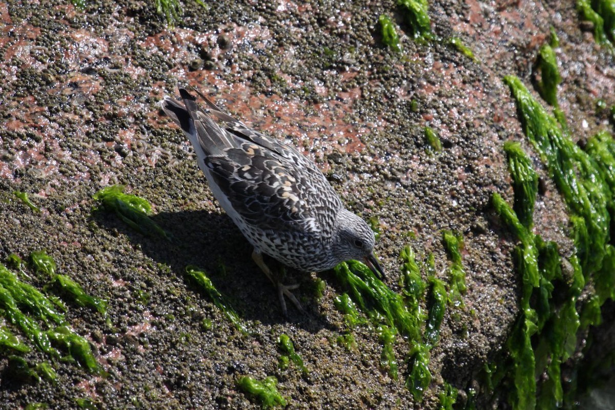 Surfbird - ML348308201