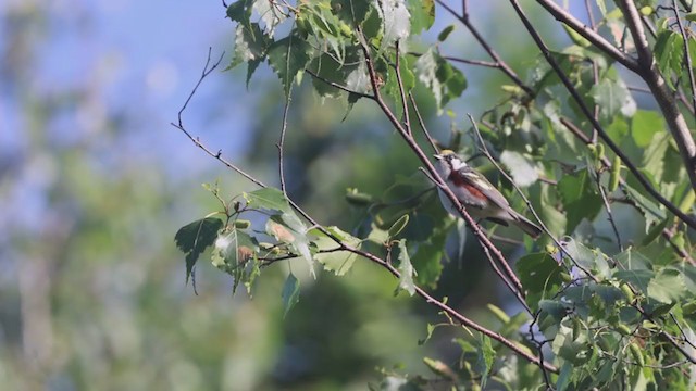 Chestnut-sided Warbler - ML348309771