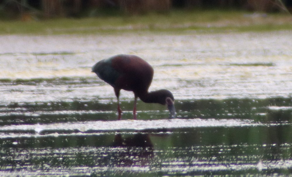 White-faced Ibis - ML348310211