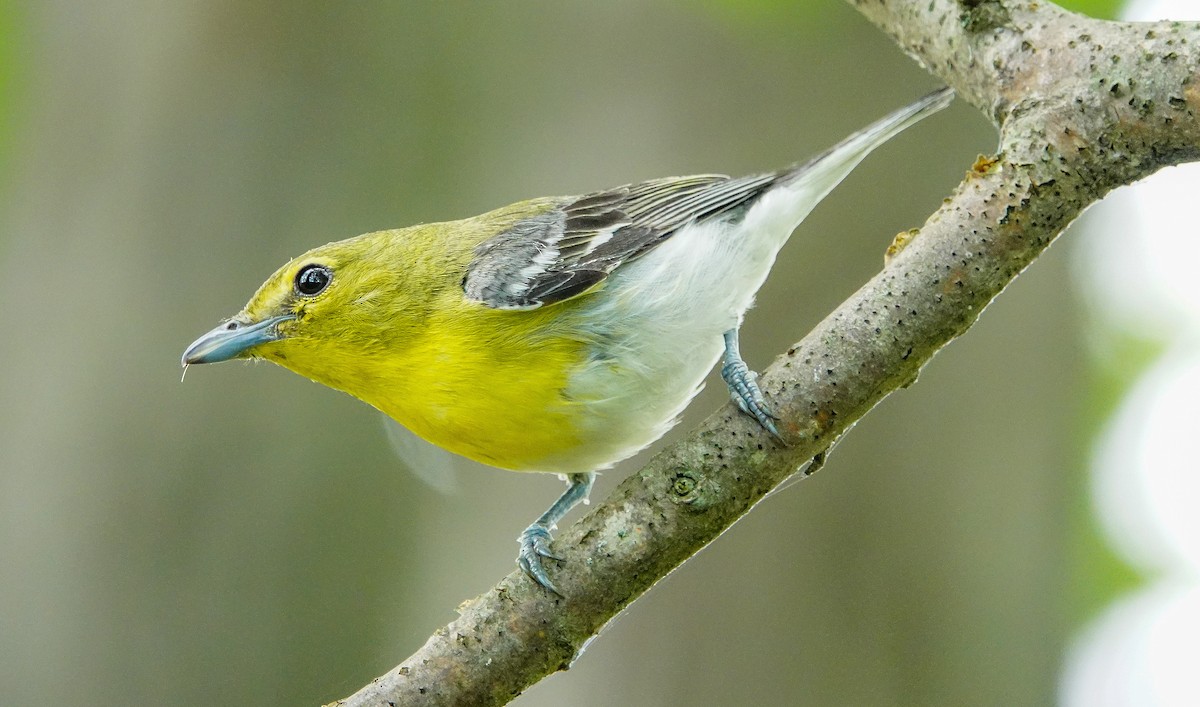 Yellow-throated Vireo - Gale VerHague