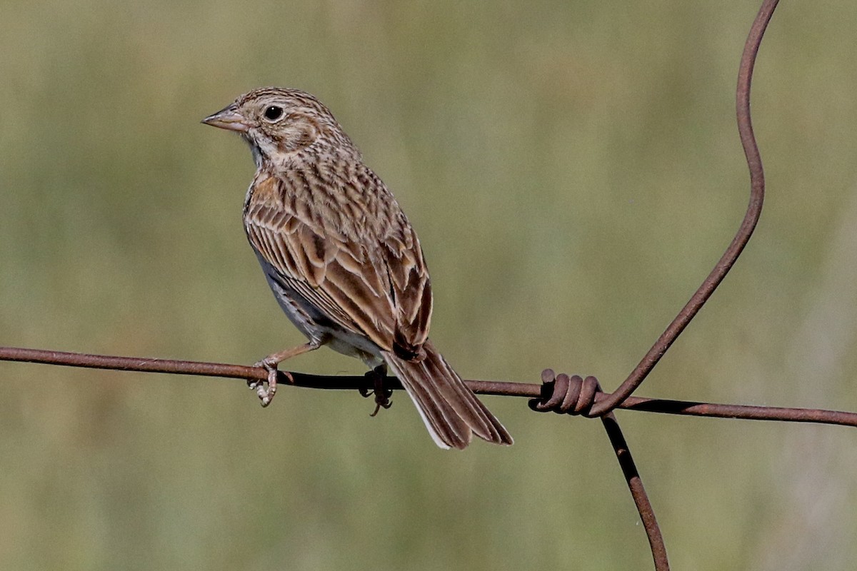 Vesper Sparrow - ML348314771