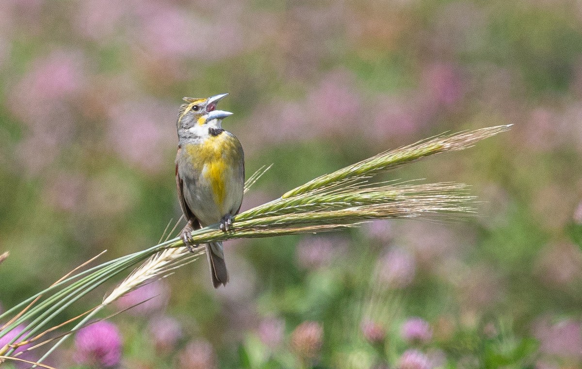 Dickcissel - Joel Strong