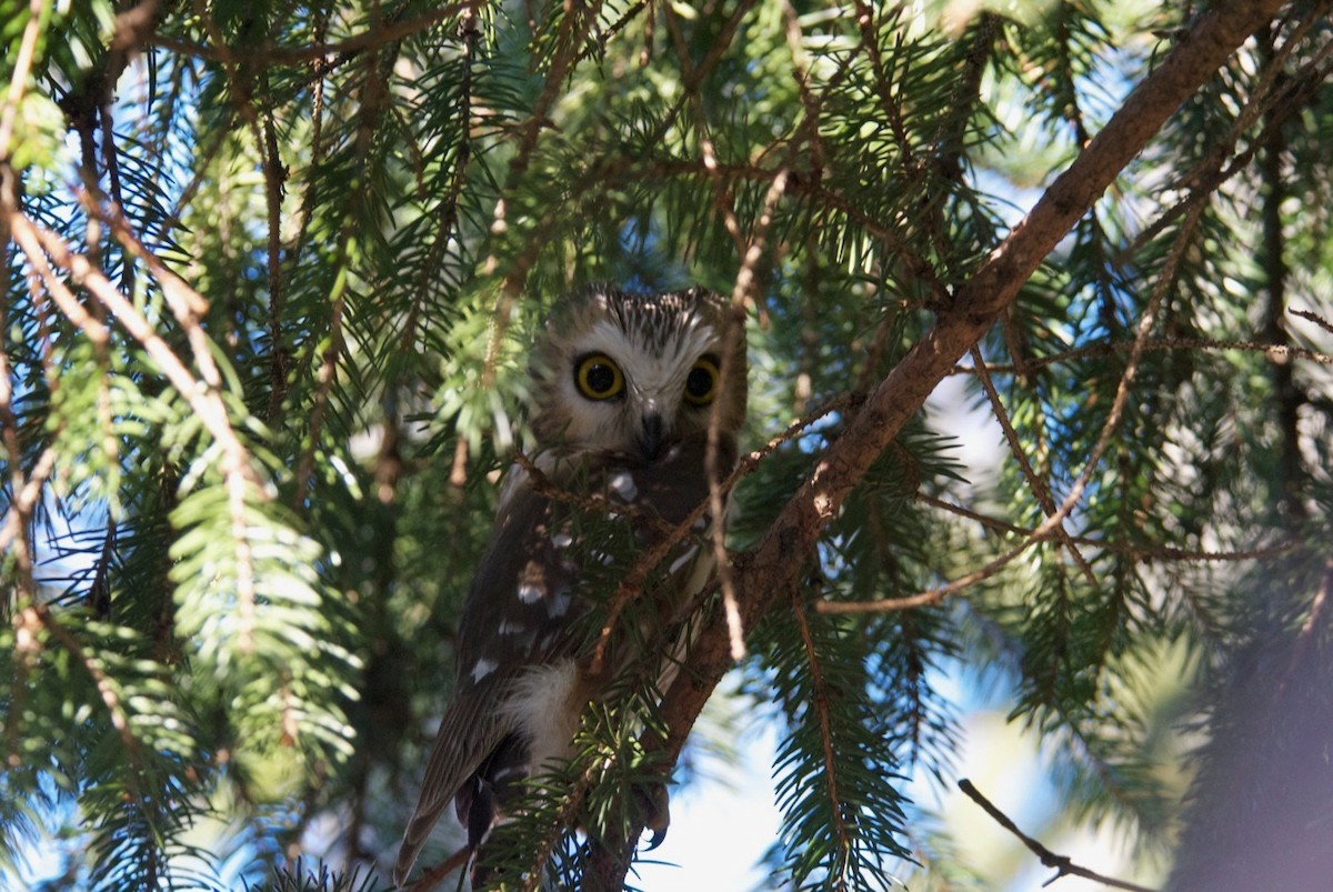 Northern Saw-whet Owl - ML348318901