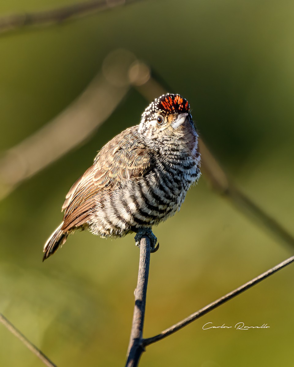 White-barred Piculet - Carlos Rossello