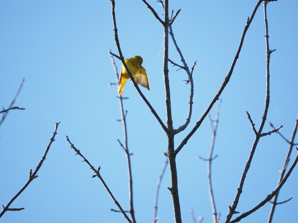 Yellow Warbler (Northern) - ML348323361