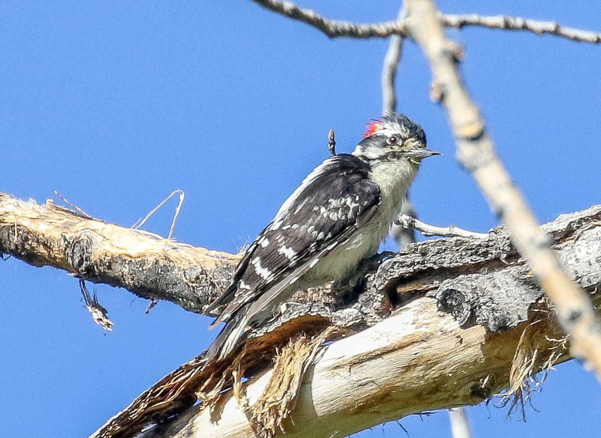 Downy Woodpecker - Teresa Connell