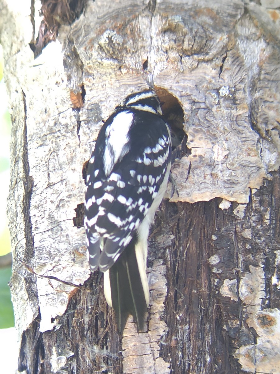 Hairy Woodpecker - ML348325161