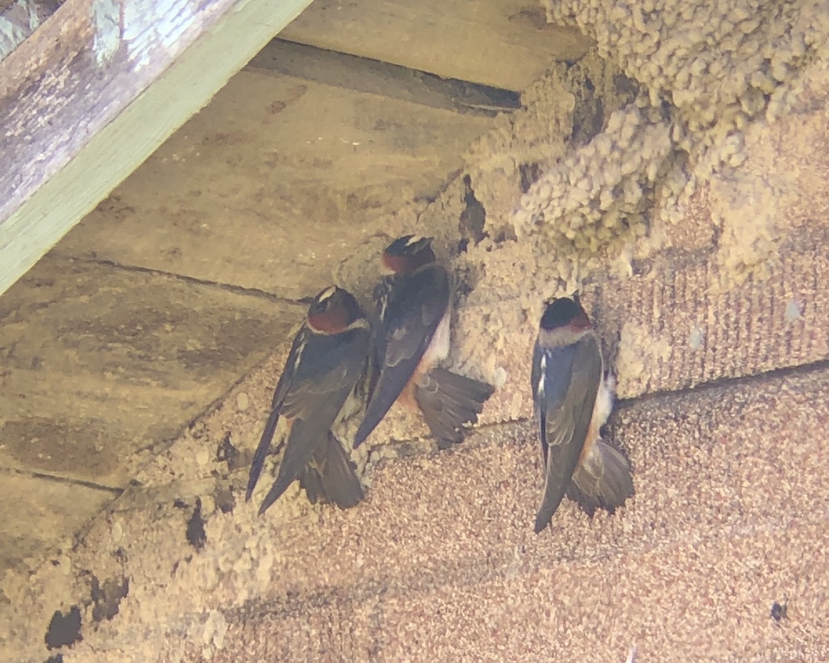 Cliff Swallow - ML348325291