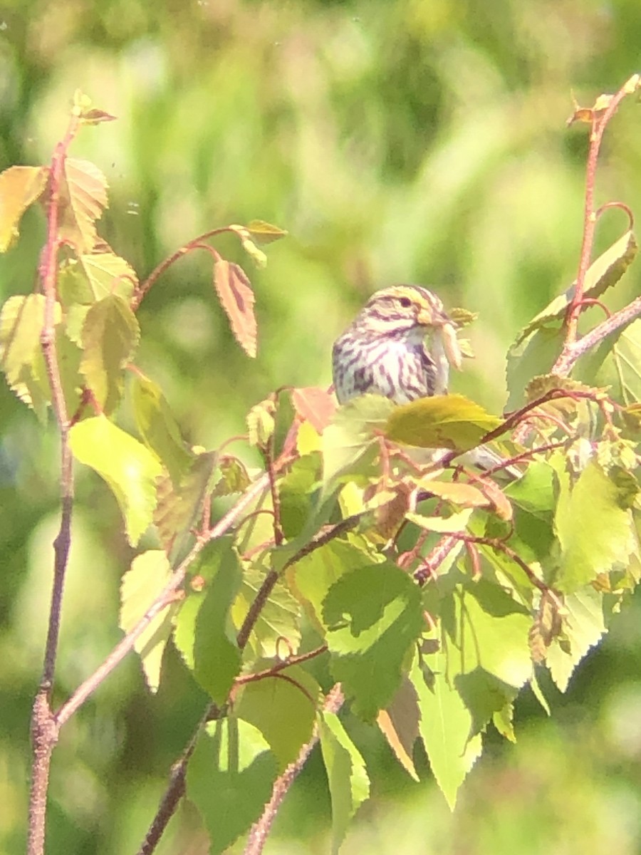 Savannah Sparrow - ML348325721