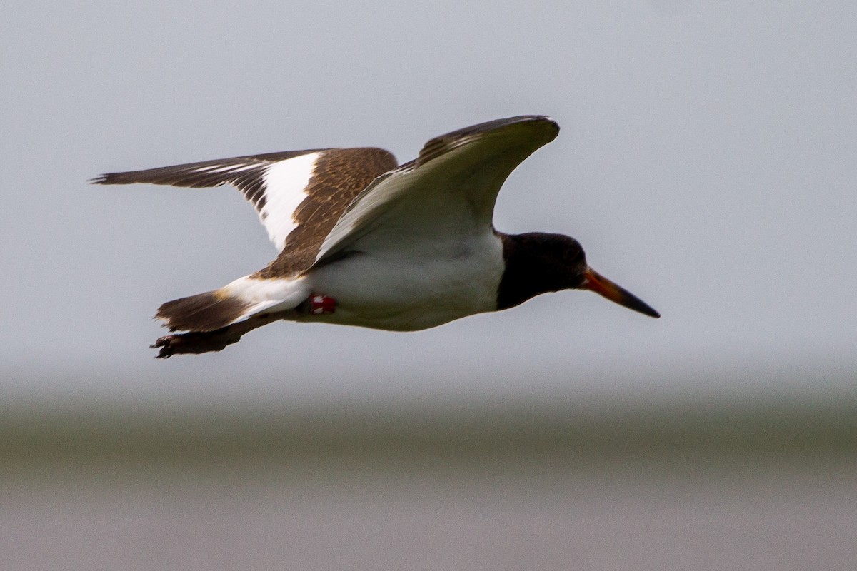 American Oystercatcher - ML348325791