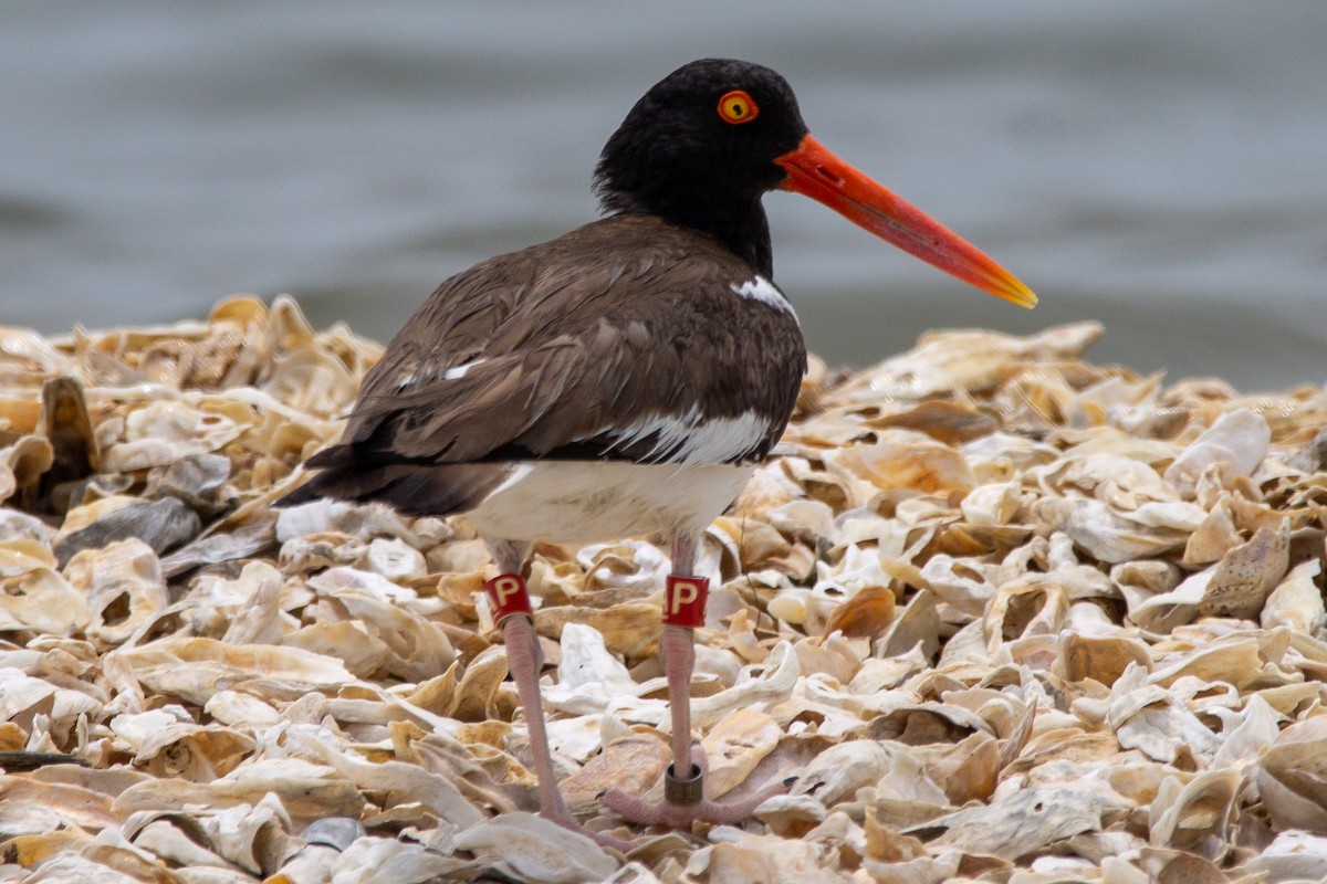 American Oystercatcher - ML348325861