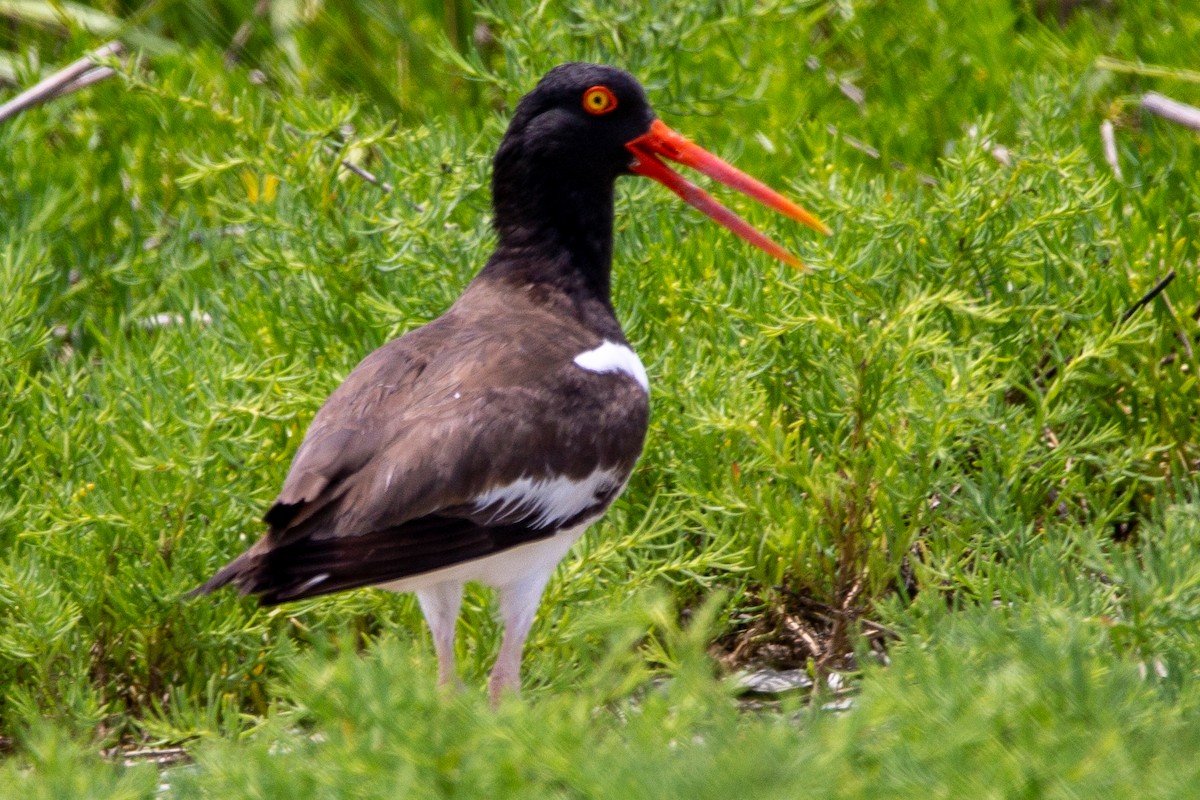 American Oystercatcher - ML348325871