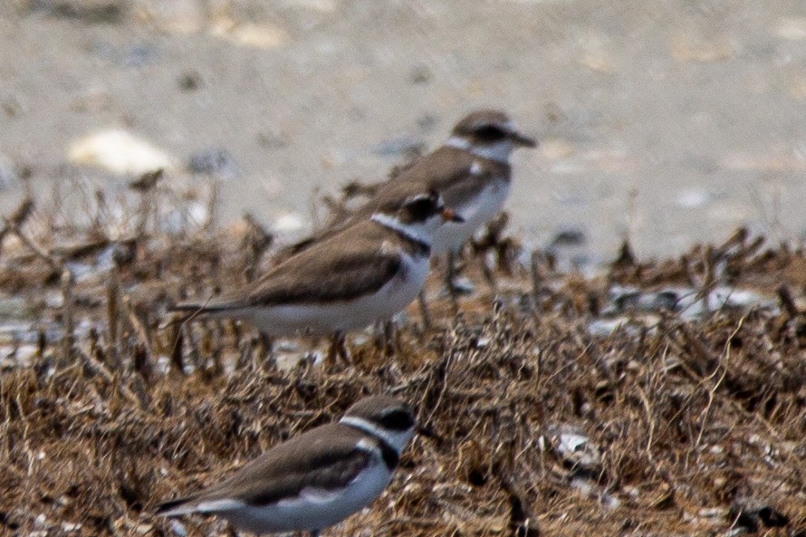 Semipalmated Plover - ML348326021