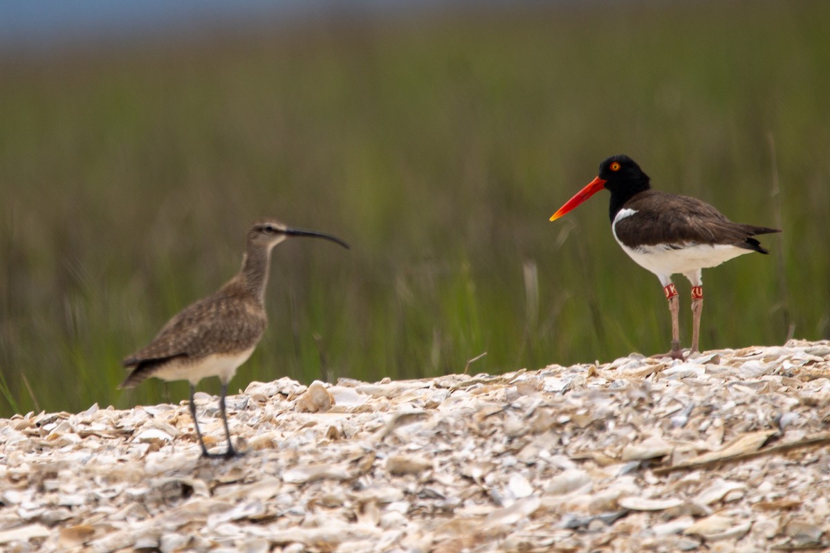 Regenbrachvogel - ML348326141