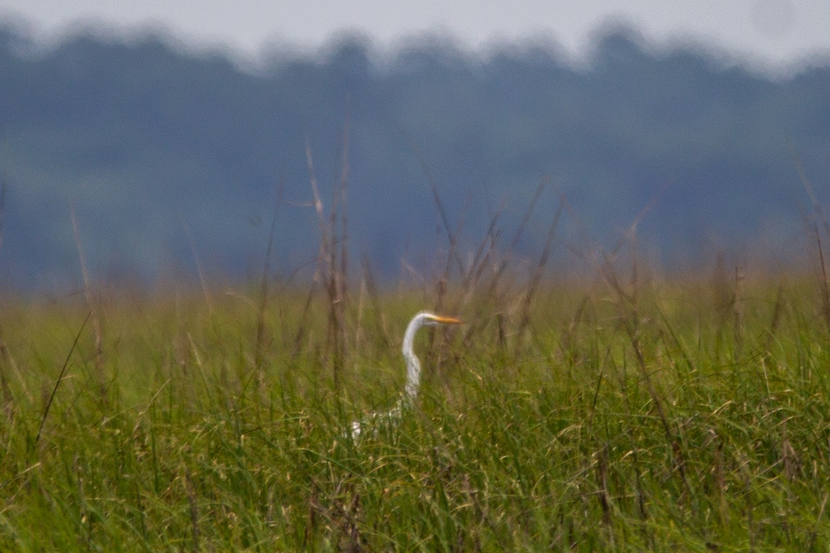 Great Egret - ML348326261