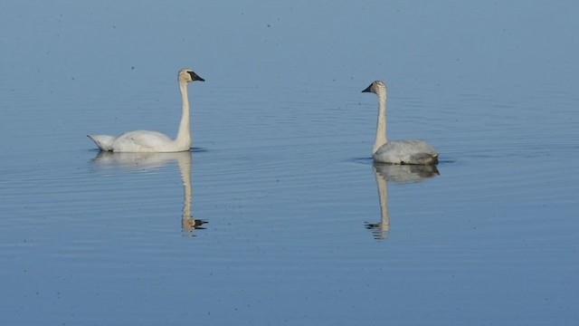 Trumpeter Swan - ML348326311