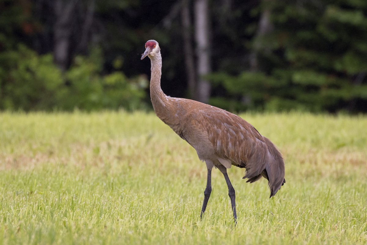 Sandhill Crane - Lyall Bouchard