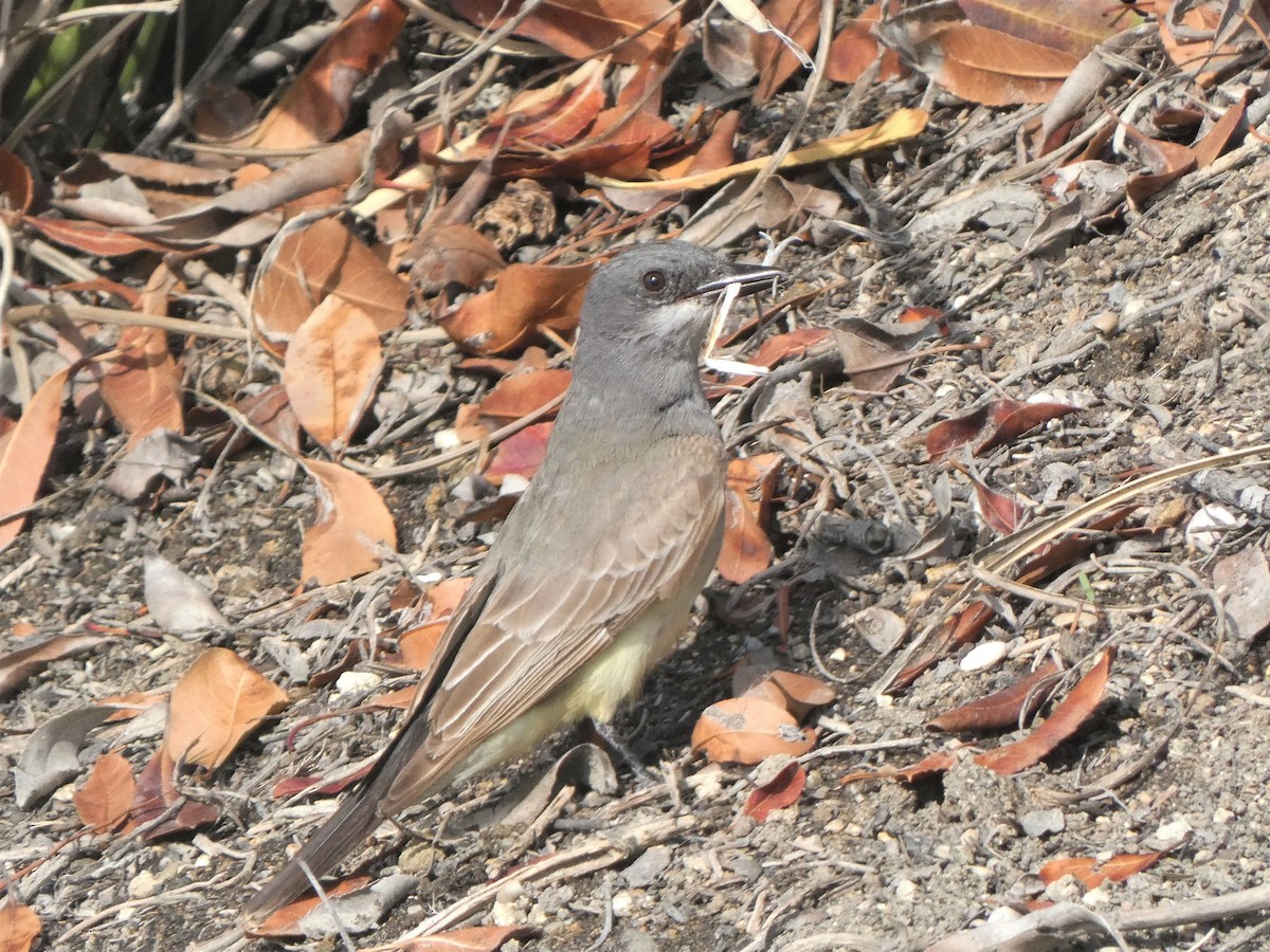 Cassin's Kingbird - ML348329151