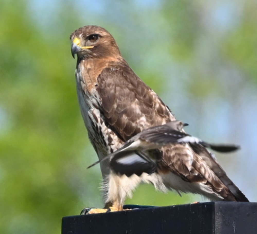 Red-tailed Hawk - ML348329181