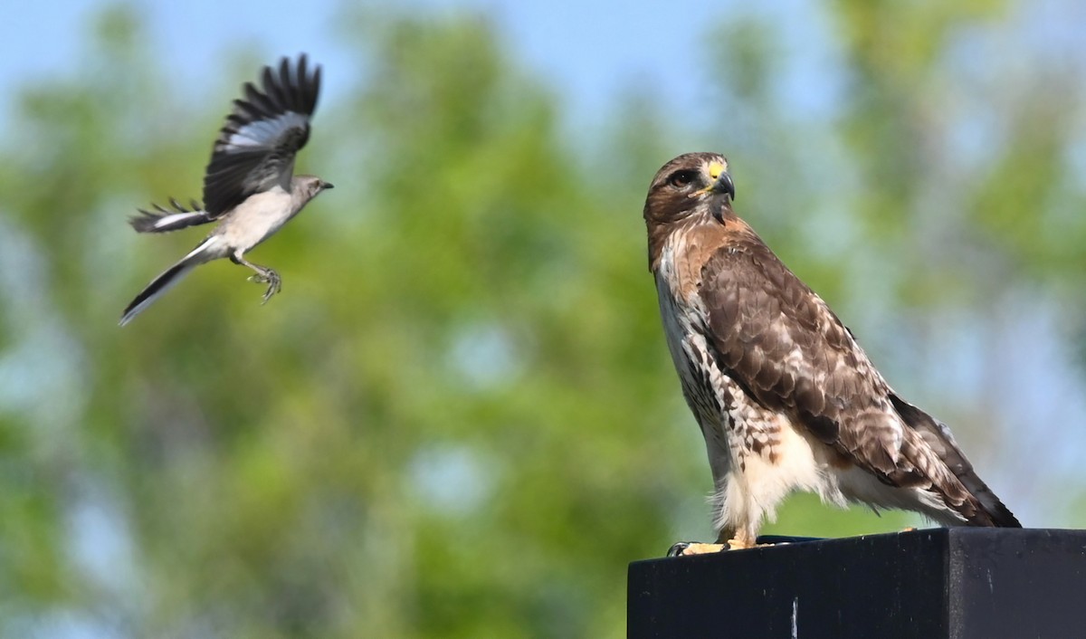Red-tailed Hawk - ML348329211