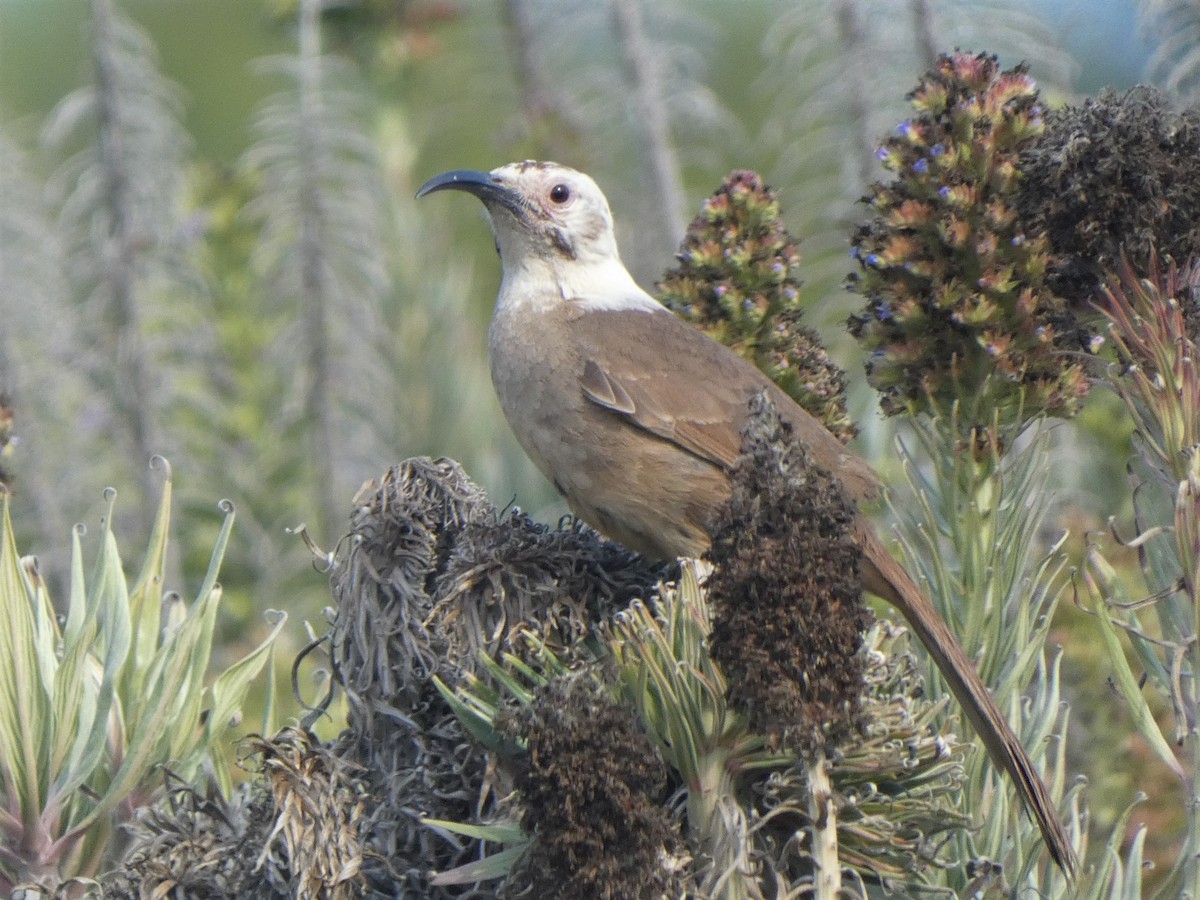 California Thrasher - ML348329351