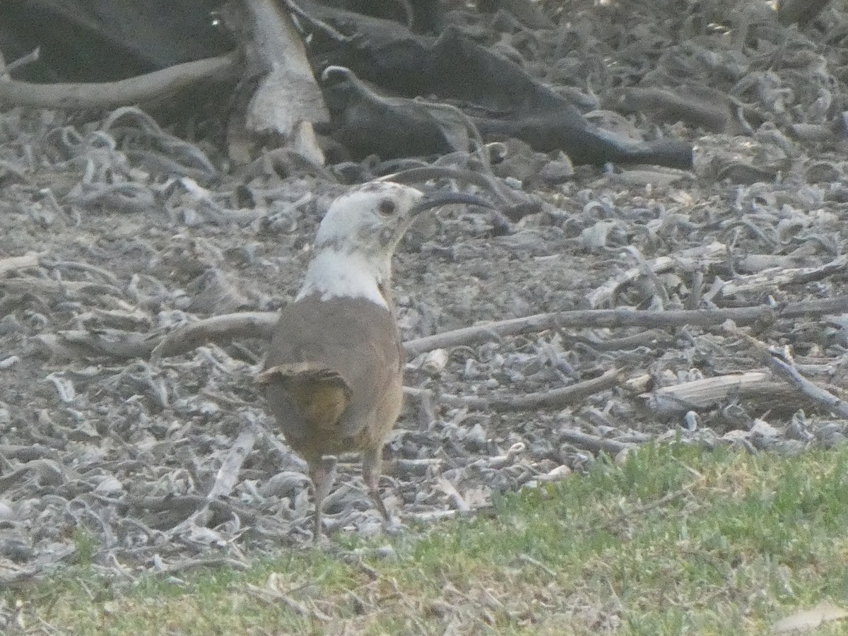 California Thrasher - ML348329391